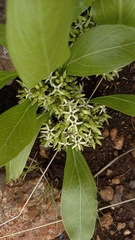 Pygmaeothamnus zeyheri