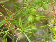 Persoonia juniperina