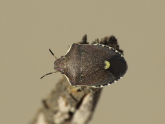 Holcostethus albipes
