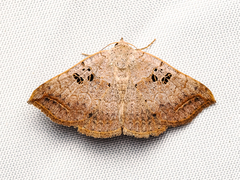 Blasticorhinus rivulosa