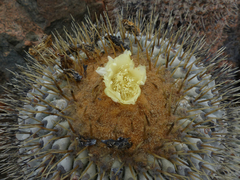 Copiapoa gigantea