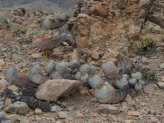 Copiapoa gigantea