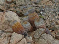 Copiapoa gigantea