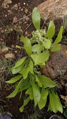 Pygmaeothamnus zeyheri