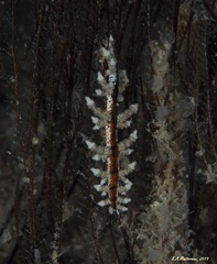 Eubranchus