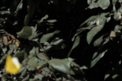 Catopsilia gorgophone