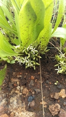 Pygmaeothamnus zeyheri