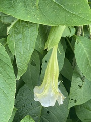 Brugmansia arborea