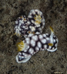 Goniobranchus geometricus
