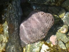 Phlyctenactis tuberculosa