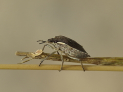 Holcostethus albipes