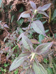 Perilla frutescens