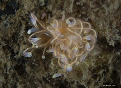 Phyllodesmium opalescens