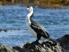 Phalacrocorax varius varius