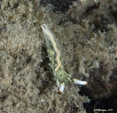 Thuridilla carlsoni