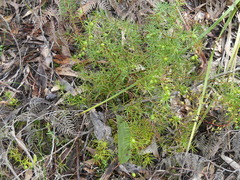 Persoonia juniperina