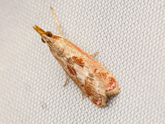 Syntonarcha iriastis