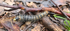 Perga affinis