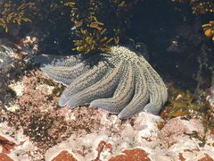 Stichaster australis