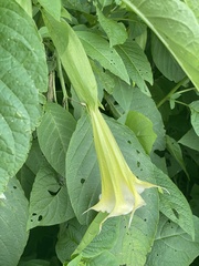 Brugmansia arborea