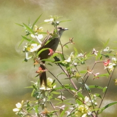 Cincloramphus timoriensis