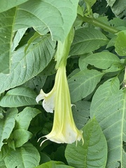 Brugmansia arborea