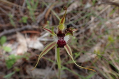 Caladenia tentaculata