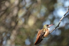 Amazilis amazilia