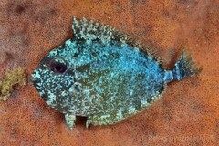 Acanthuridae