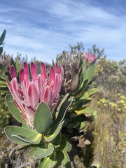 Protea compacta