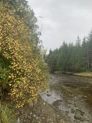 Physocarpus capitatus