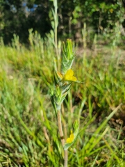 Philydrum lanuginosum