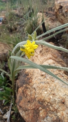 Hypoxis rigidula