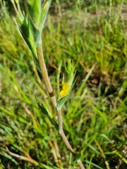 Philydrum lanuginosum