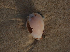 Phalium bandatum