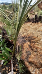 Hypoxis rigidula