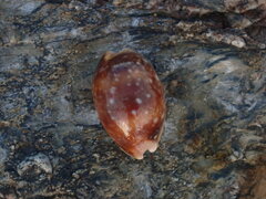 Lyncina vitellus