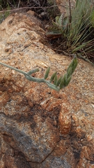 Hypoxis rigidula