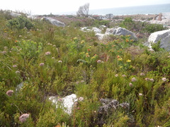 Serruria ascendens