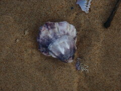 Saccostrea glomerata