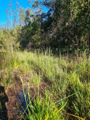 Philydrum lanuginosum