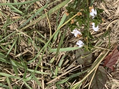 Dyschoriste setigera