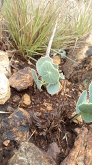 Senecio oxyriifolius