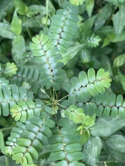 Phyllanthus niruri