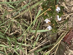 Dyschoriste setigera