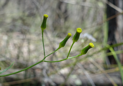 Senecio phelleus