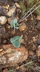 Senecio oxyriifolius