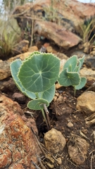 Senecio oxyriifolius