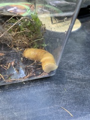 Ariolimax columbianus