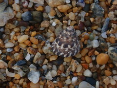 Bembicium auratum